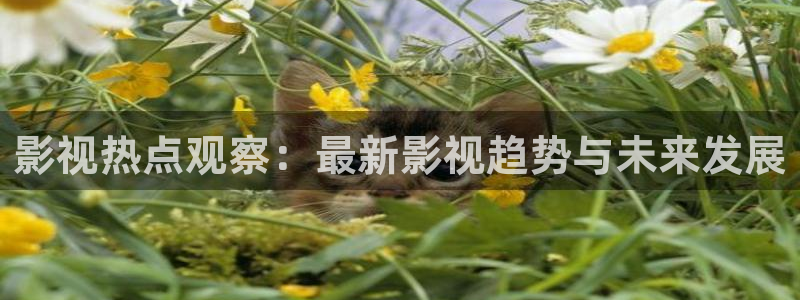 电影策驰